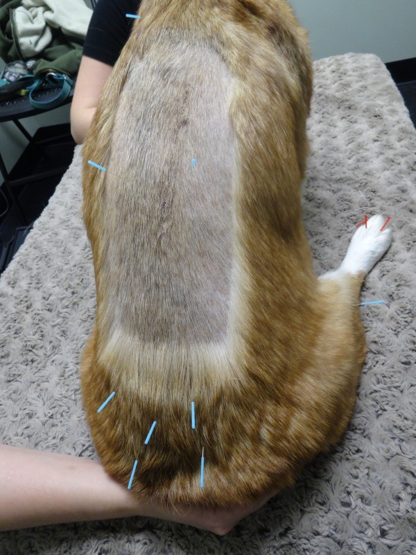 Bo receives acupuncture after his back surgery.