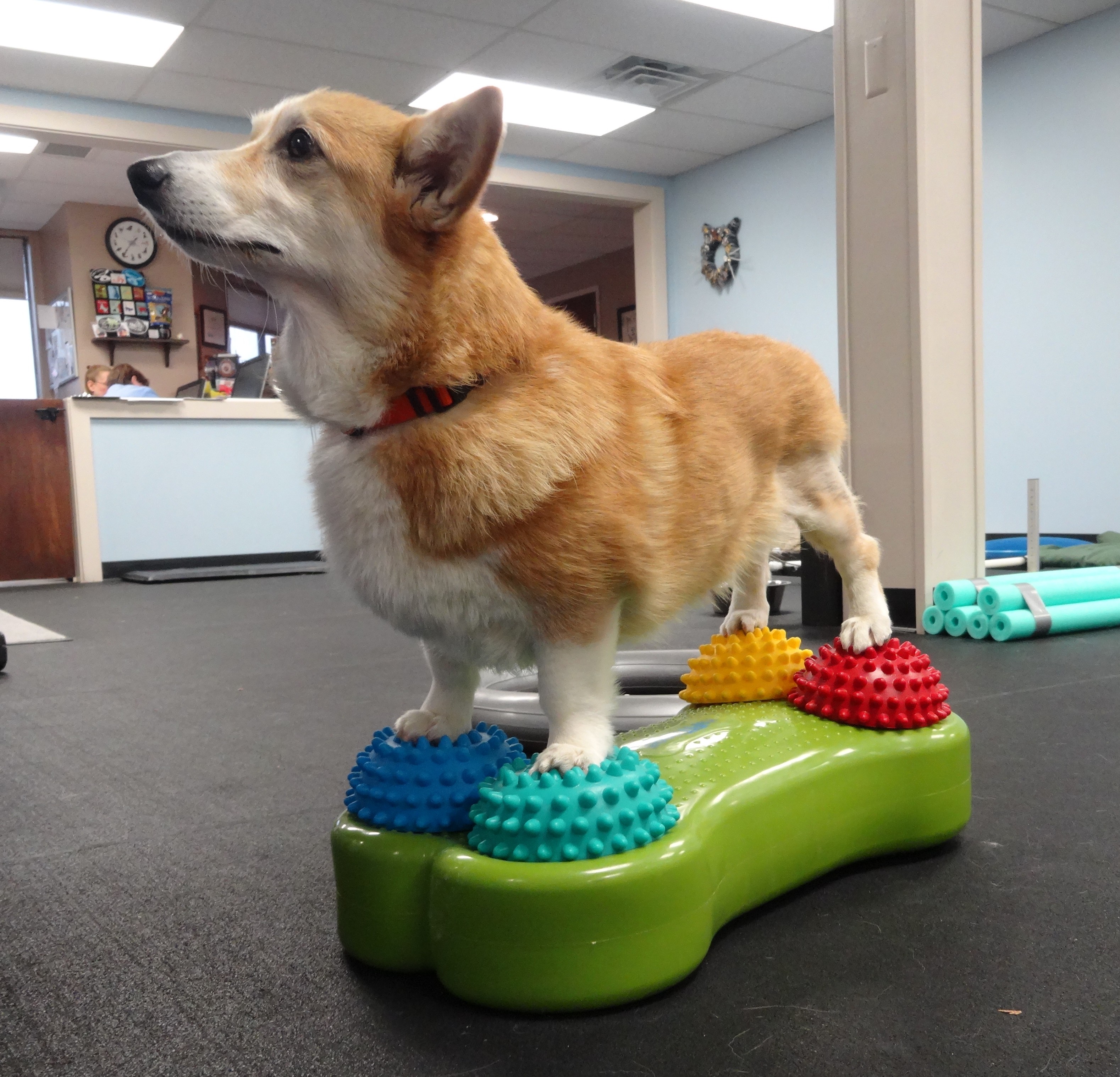 Rehabilitation After Surgery For Pets Pawsitive Steps Rehabilitation