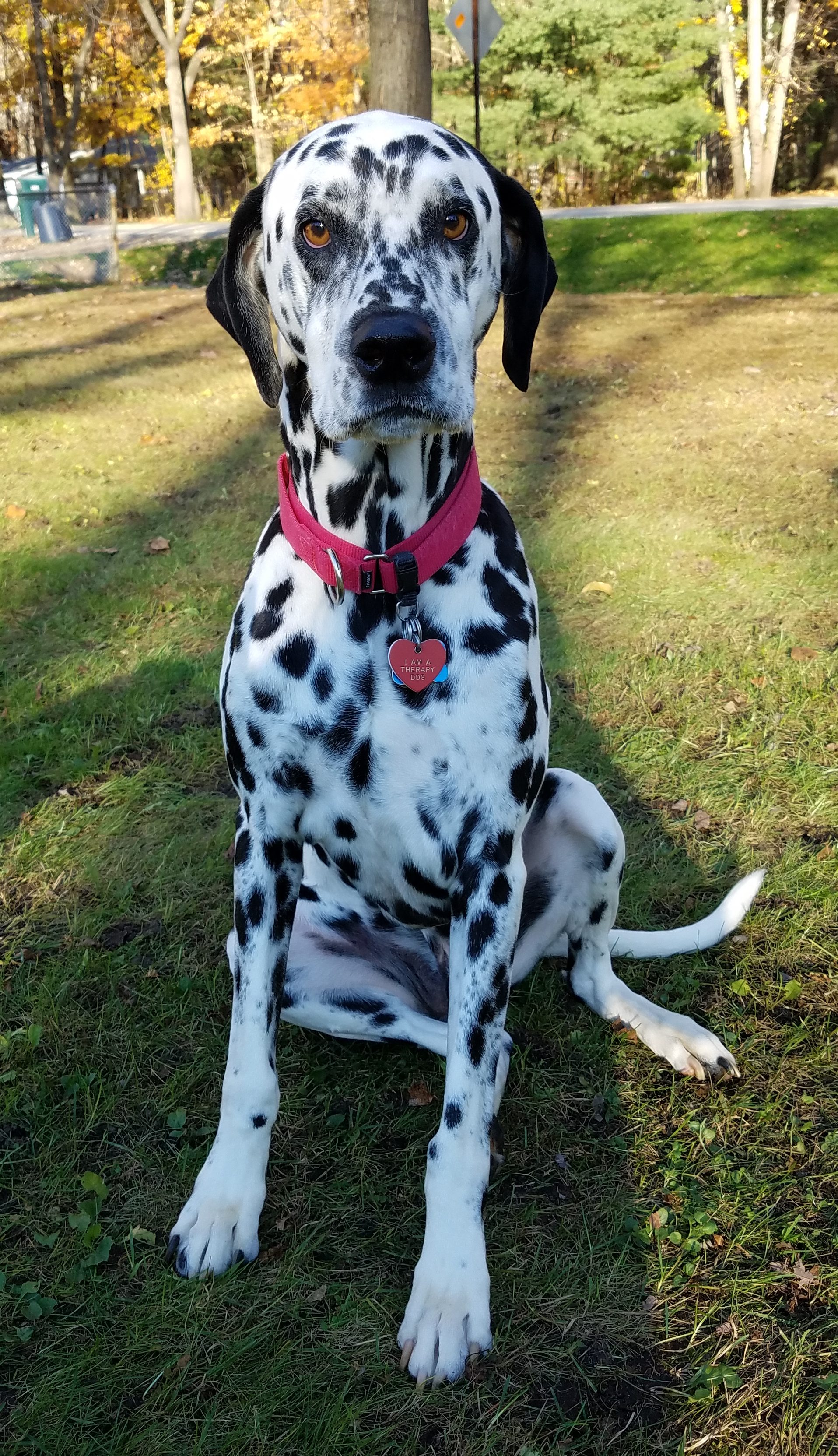 Your Dog Doesn't Know Sit; Achieving the Perfect Sit Pawsitive Steps Rehabilitation & Therapy