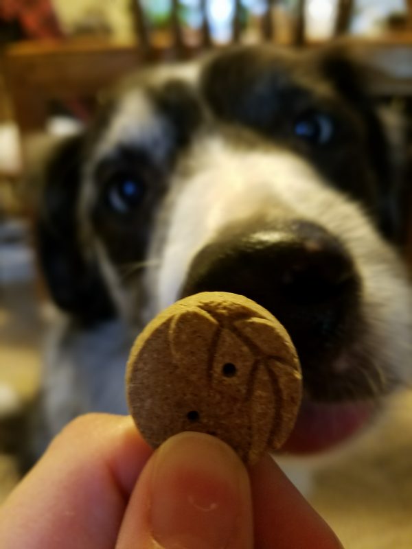 A dog looking at a cookie