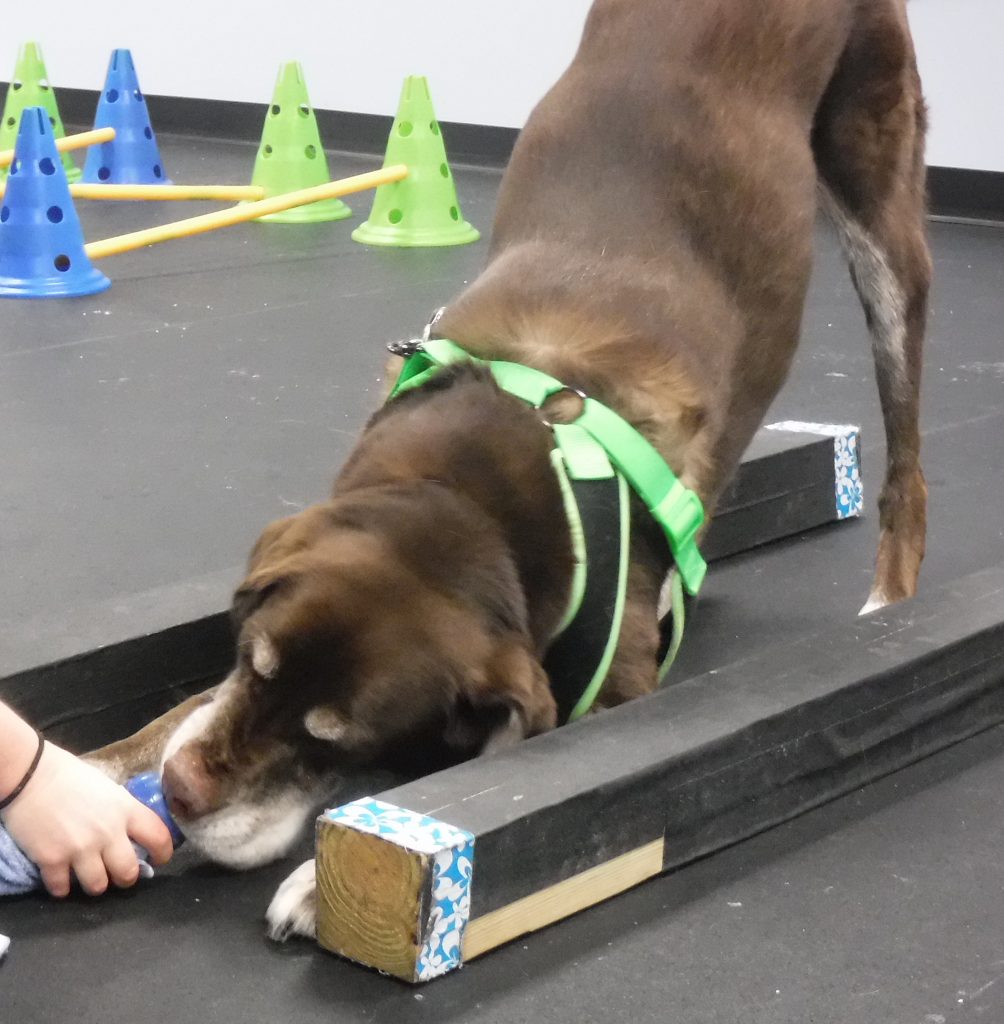 Laryngeal Paralysis Pawsitive Steps Rehabilitation & Therapy for Pets