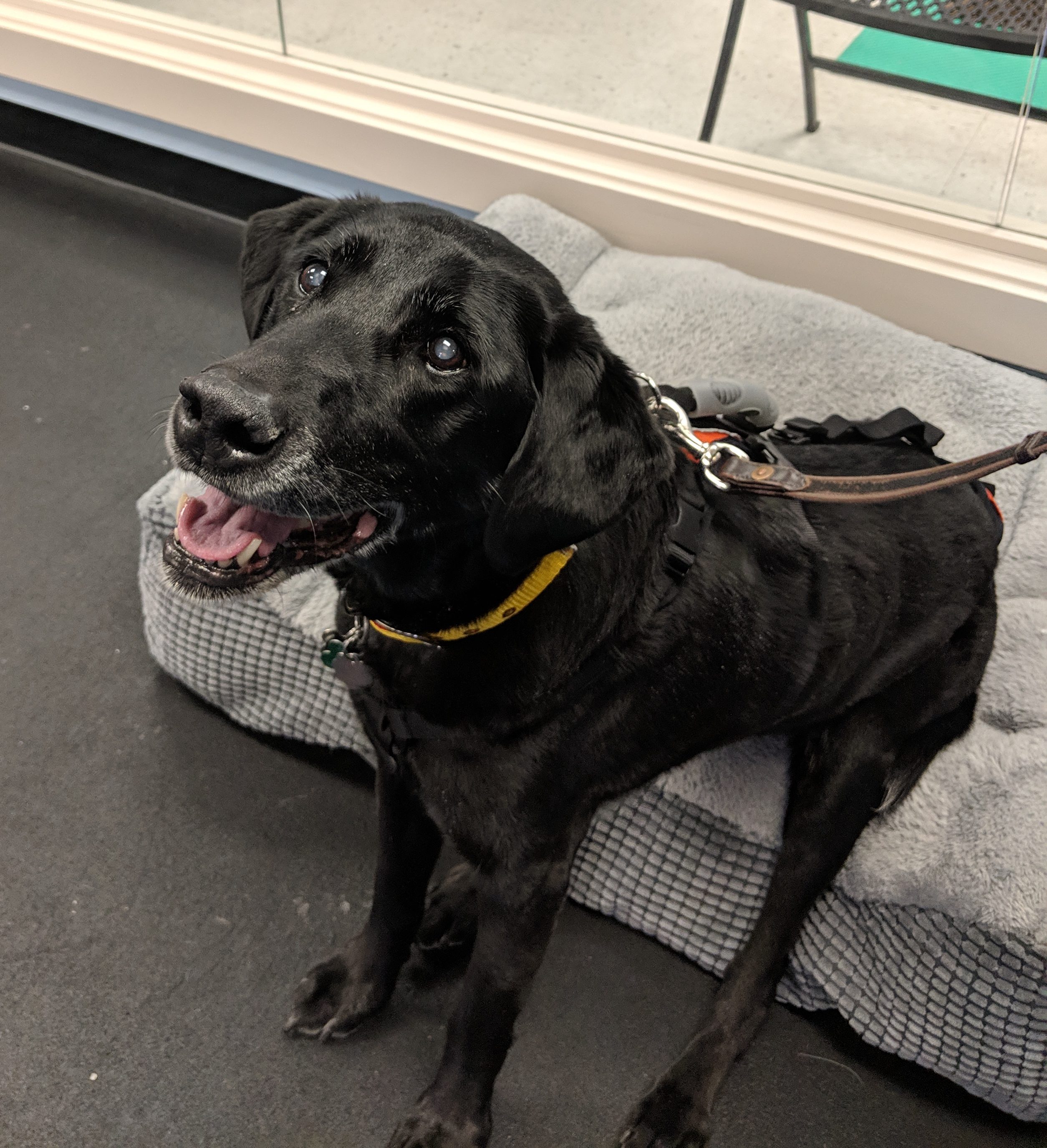 Laryngeal Paralysis Pawsitive Steps Rehabilitation Therapy For Pets Troy Mi