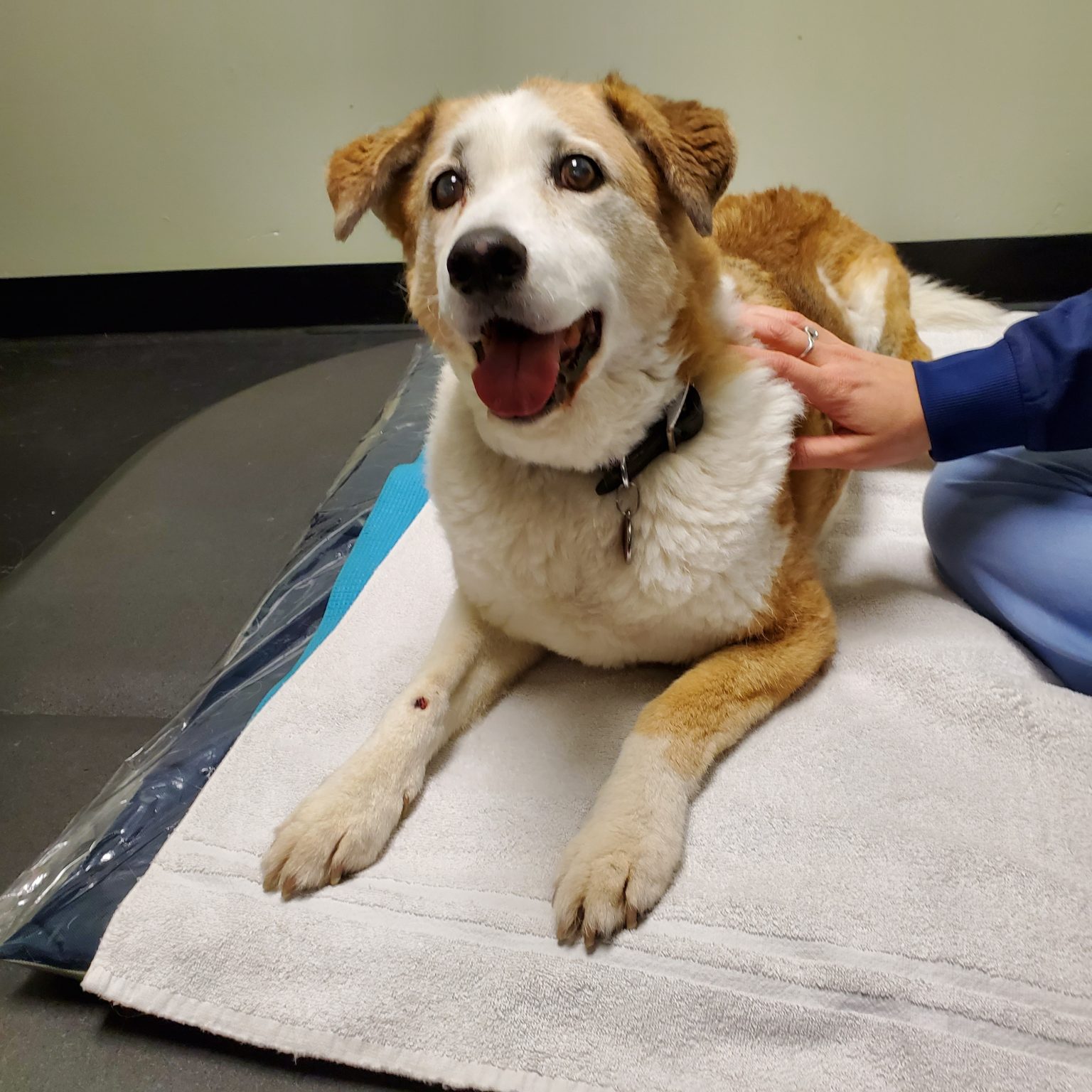 Pulsed Field Therapy, PEMF Pawsitive Steps Rehabilitation & Therapy for Pets