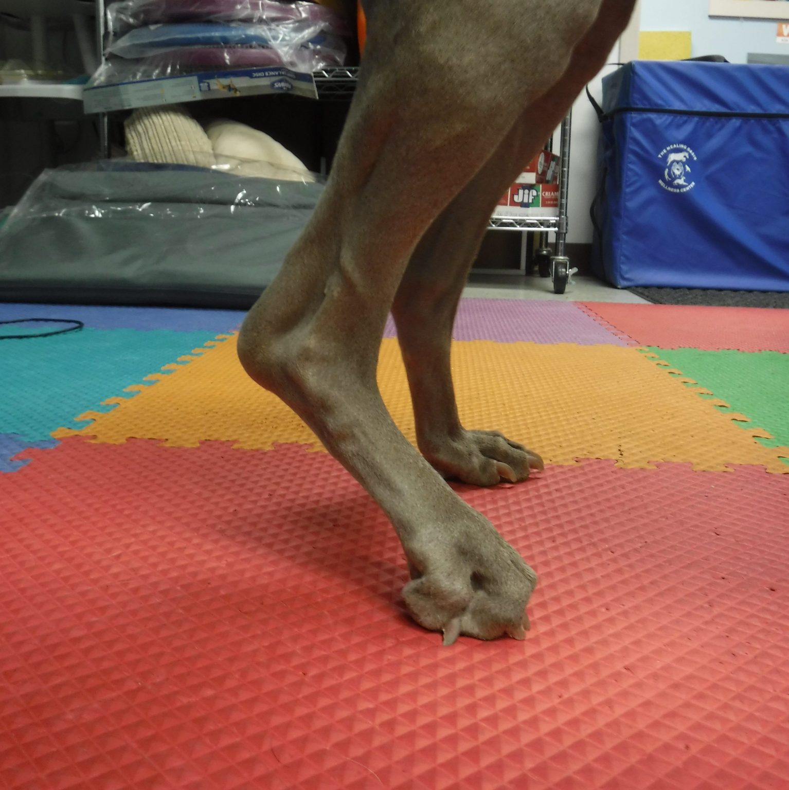 Achilles Injuries and Orthosis Options Pawsitive Steps Rehabilitation