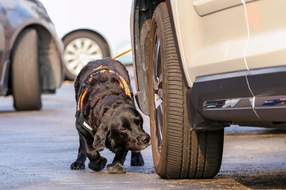 Nosework Dogs