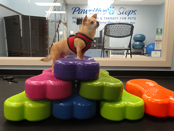 Pawsitive Steps