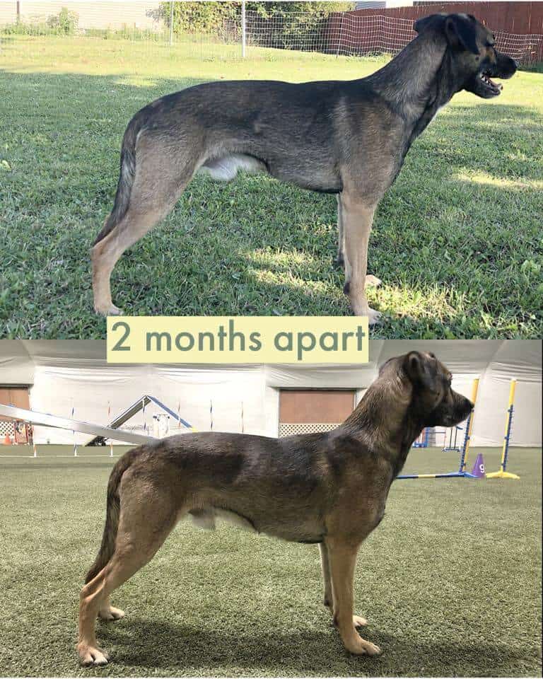 Tavi