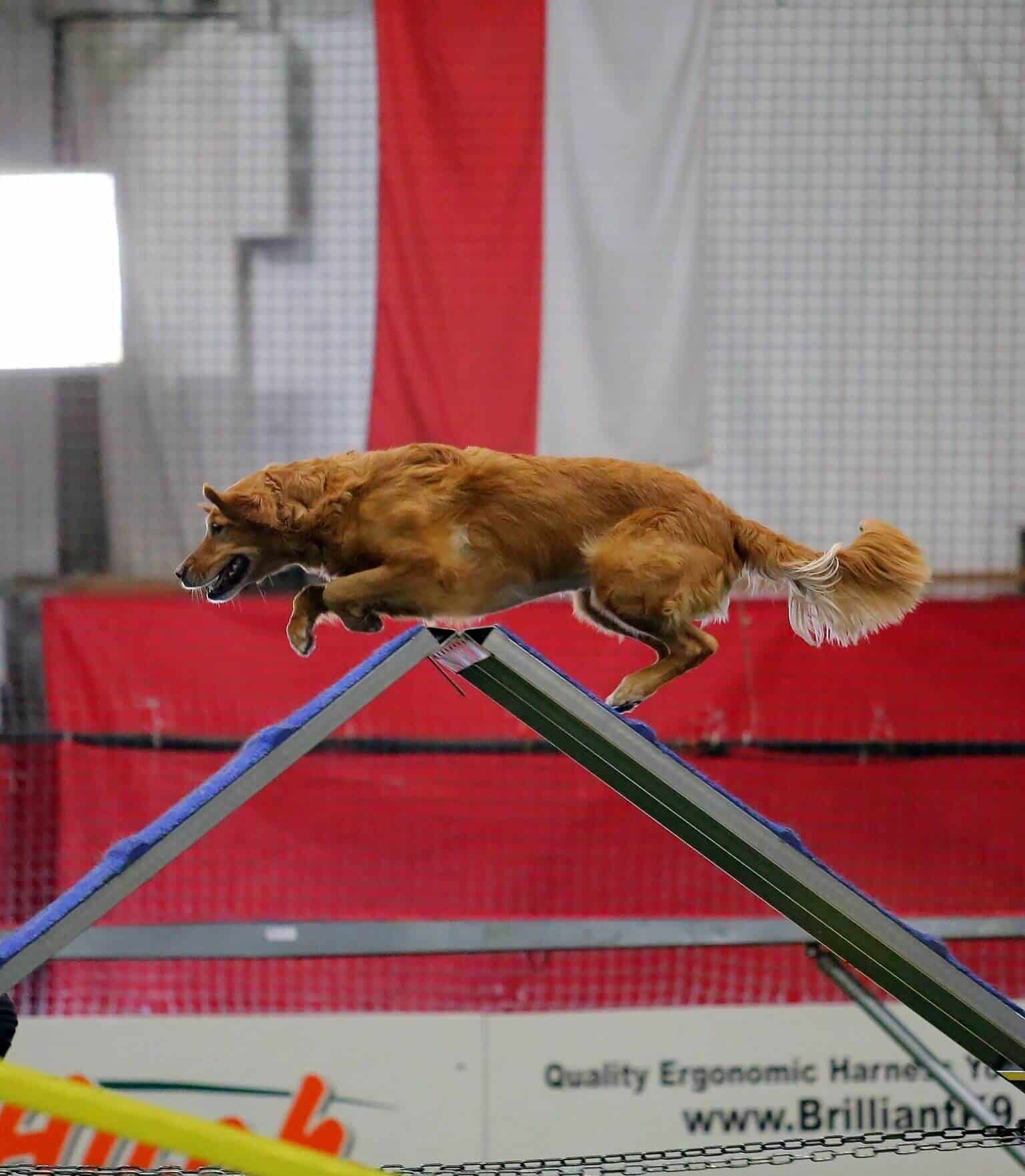 Pawsitive Steps Rehabilitation & Sports Medicine
