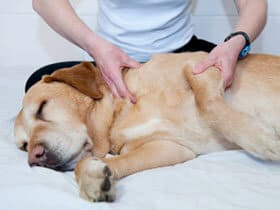 Pet Massage