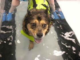 Pawsitive Steps Rehabilitation & Sports Medicine