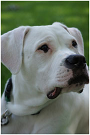 Hercules, CEO
