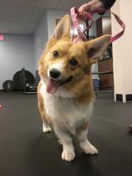 Foxy