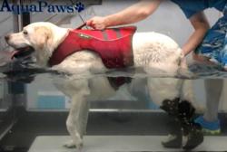 Hydrotherapy for Missy