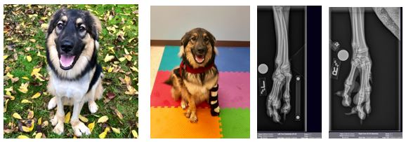 Cowboy Bilateral Ectrodactyly Congenital Deformities Of Carpal Joints Paws Bilateral Hip Dysplasia Bilateral Shoulder Osteochondritis Dissecans Ocd Pawsitive Steps Rehabilitation Therapy For Pets Troy Mi