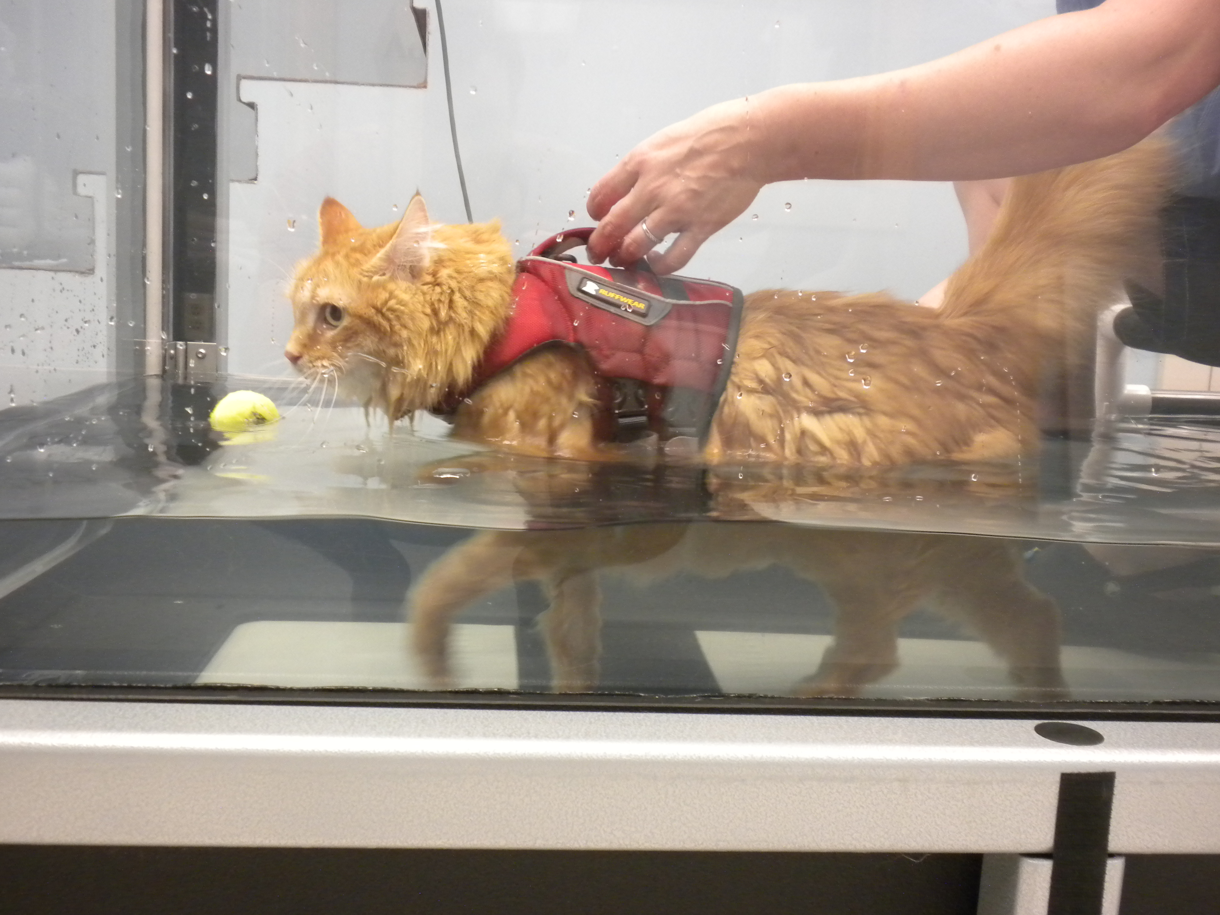 Hydrotherapy for a cat