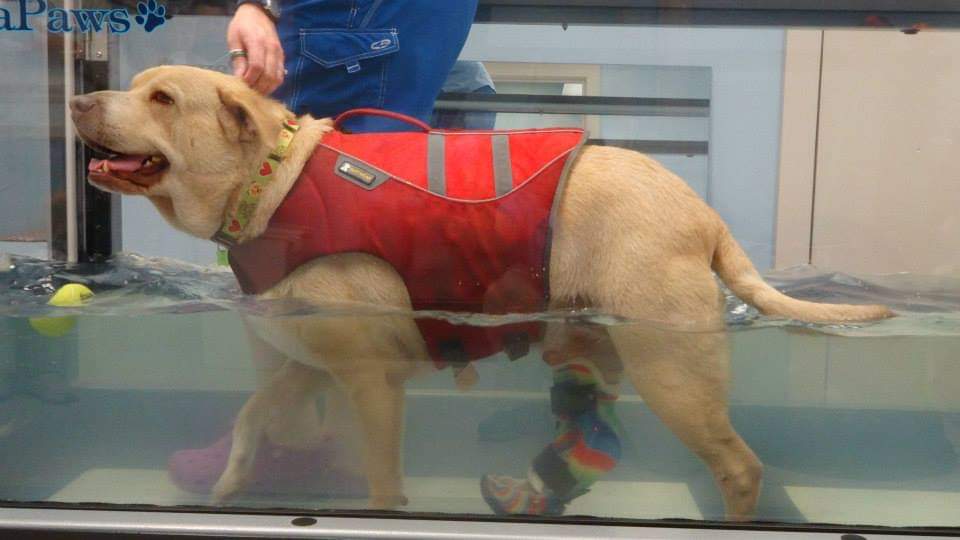 Hydrotherapy