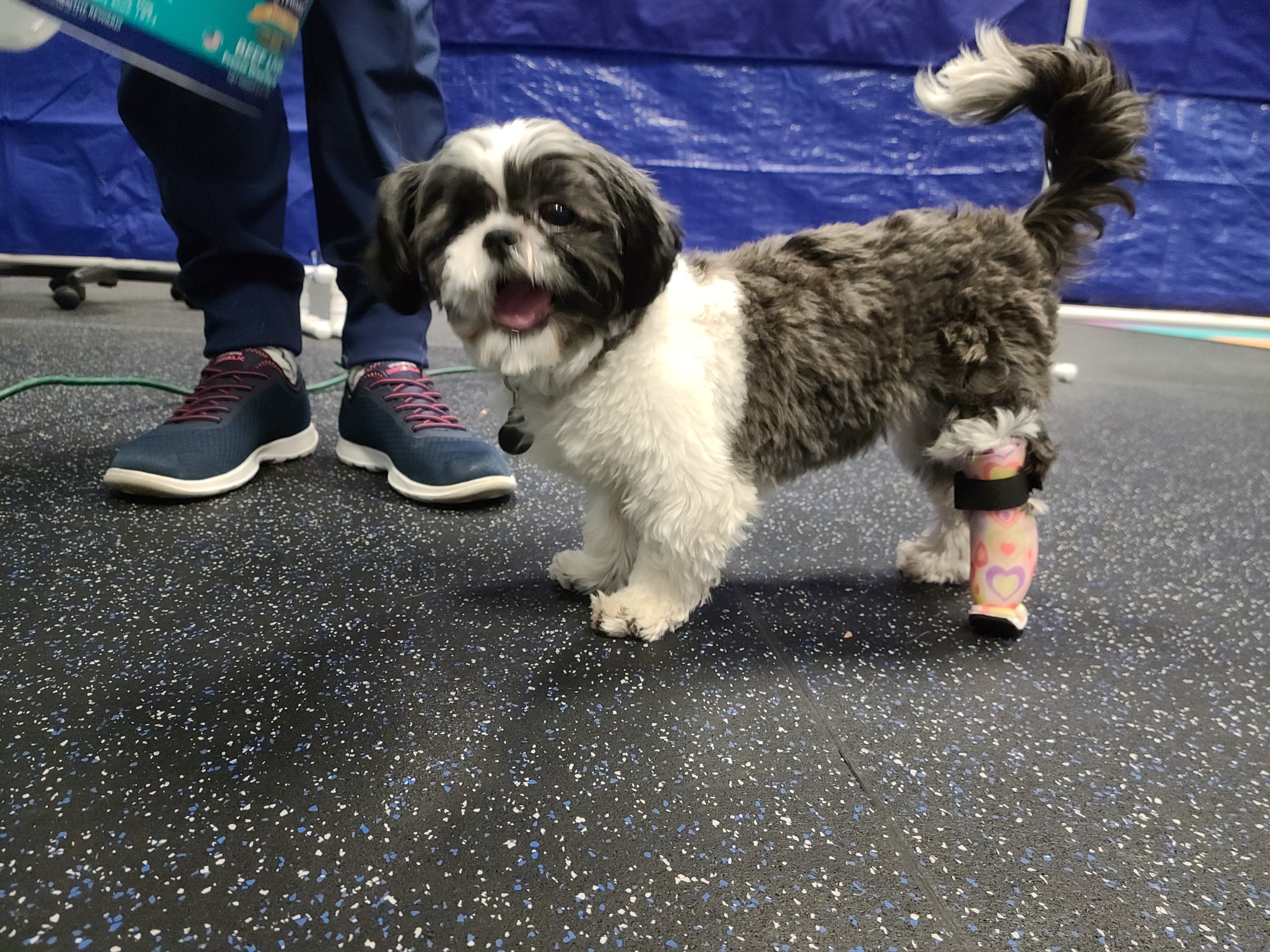 Tina February 2021 Pet of the Month