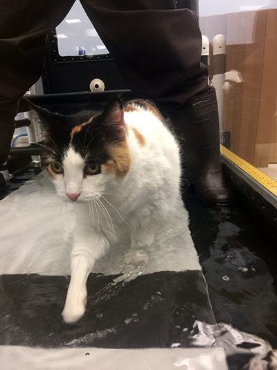 Pixel the Cat