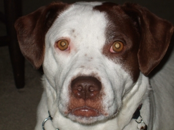 Maggie